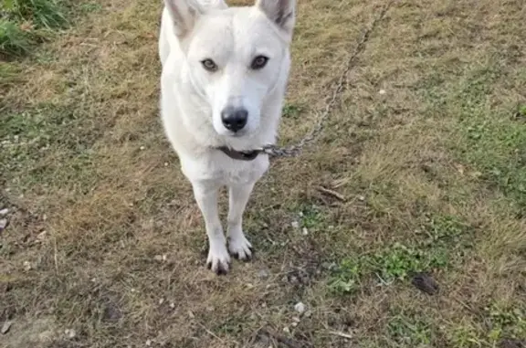 Пропала собака, Пенза