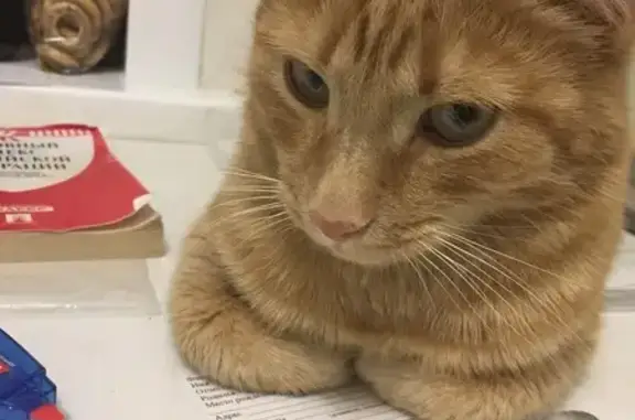 Потерянные животные Березники, фото: Пропала кошка, Льва Толстого 17, Березники