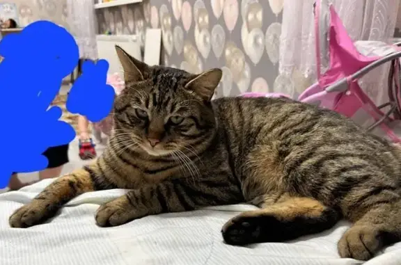 Кошки потеряшки, Калининград, фото: Потеряшка кошка, п. Прегольский, Калининград