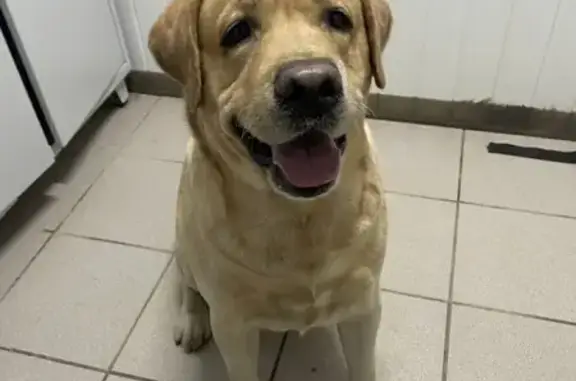 Найдена собака, Энгельс, фото: Энгельс: найден лабрадор у роддома