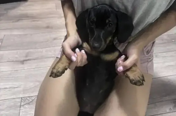 Пропала собака, Котово, Волгоградская обл.