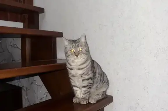 Кошки потеряшки, Кемерово, фото: Потеряшка кошка, ул. Монтажников 26, Кемерово