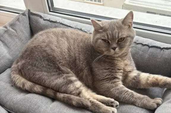 Пропала кошка Эльза, Дубровическое СП