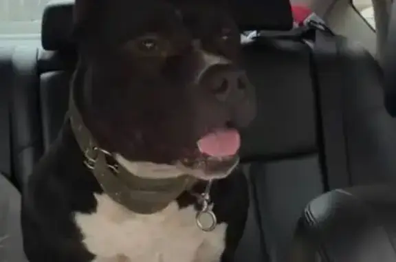 Найдена собака, Оренбург, фото: Собака найдена, ул. Диагностики, 17/1