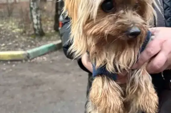 Найдена собака, Люберцы, фото: Найдена собака, Люберцы, 3-я Красногорская