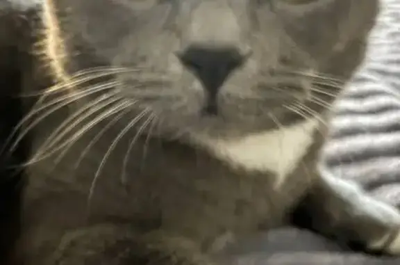 Пропала кошка, ул. Бородина, Брянск