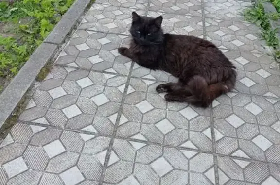 Пропала кошка Вася, ул. 25 Октября, Пушкино