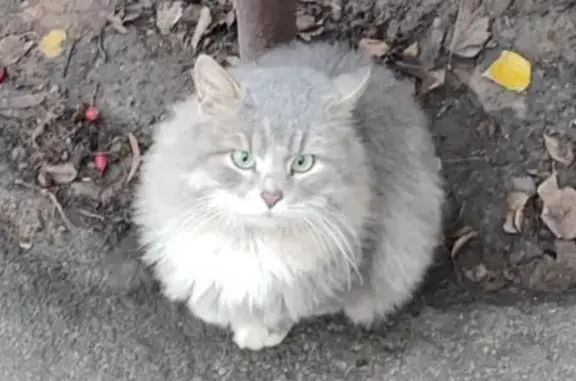 Найдена кошка, Одинцово, фото: Кошка найдена в Одинцово, М-2