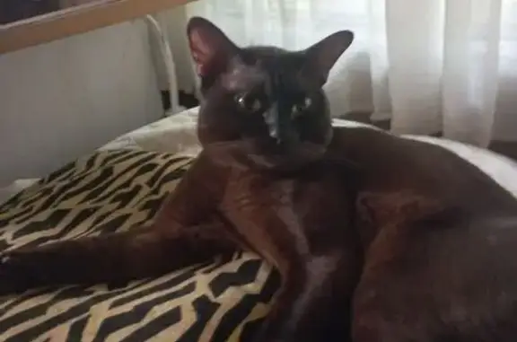 Кошка пропала: ул. Мелитопольская 28, Москва