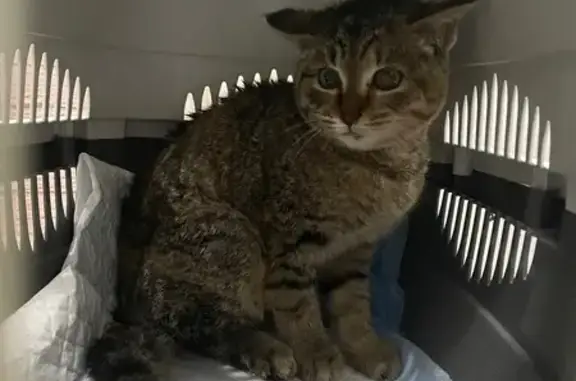 Найдена кошка, Югорск, фото: Кошка найдена в Югорске, ХМАО-Югра