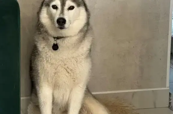 Пропала хаски, Центральная ул, 39А