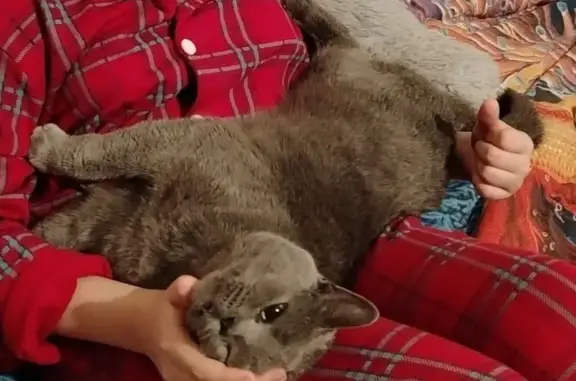 Пропал котик Марс, 6-й Линейный пр., 105