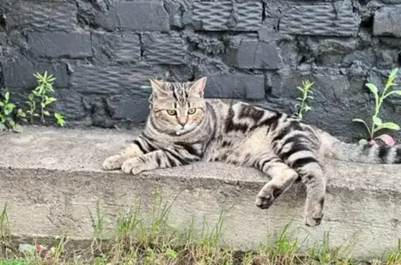 Пропала кошка, Есаульская ул., Краснодар