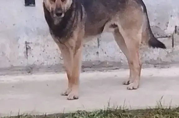 Найдена собака, Орехово-Зуево, фото: Собака найдена: Парковская ул., 32, Орехово-Зуево