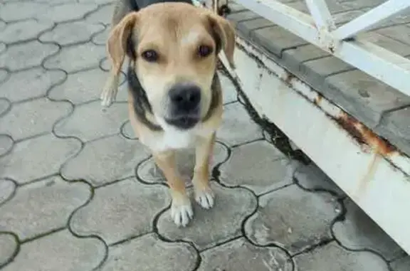 Собаки потеряшки, Новороссийск, фото: Потеряшка собака, Новороссийск, Краснодарский край