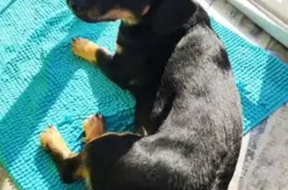 Пропала собака, Пригородная 27 к2, Омск