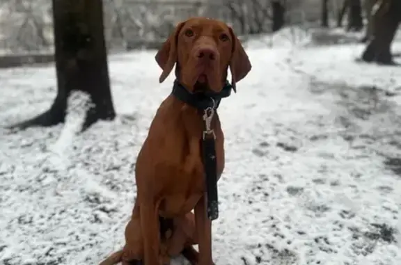 Собаки потеряшки, Ромашково, фото: Потеряшка собака в парке Малевича, Ромашково