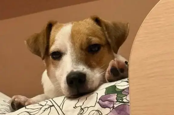 Собаки потеряшки, Санкт-Петербург, фото: Потеряшка собака, ул. Евдокима Огнева 12к1