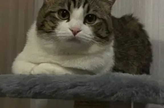 Кошки потеряшки, Набережные Челны, фото: Потеряшка кошка, Мелекесская ул., Н. Челны