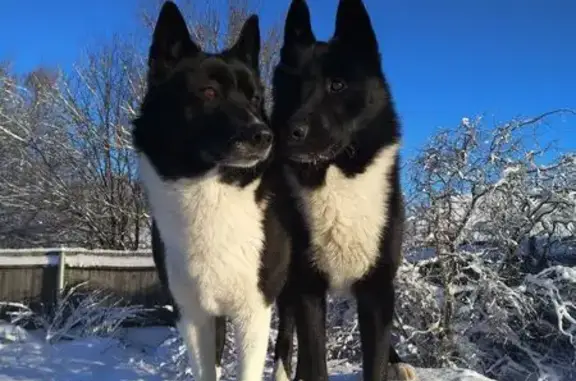 Пропала собака, Брызгаловское СП, ВО
