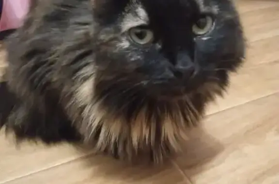 Найдена кошка, Чебоксары, фото: Трёхцветная кошка найдена, ул. Гайдара