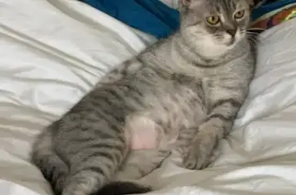 Пропала кошка, Комсомольская 9А, Королёв