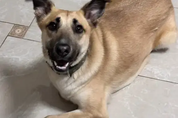 Найдена собака, Иркутск, фото: Собака найдена у ул. Карла Либкнехта, 146