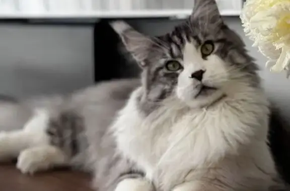 Пропала кошка, Калуга, Калужская обл.