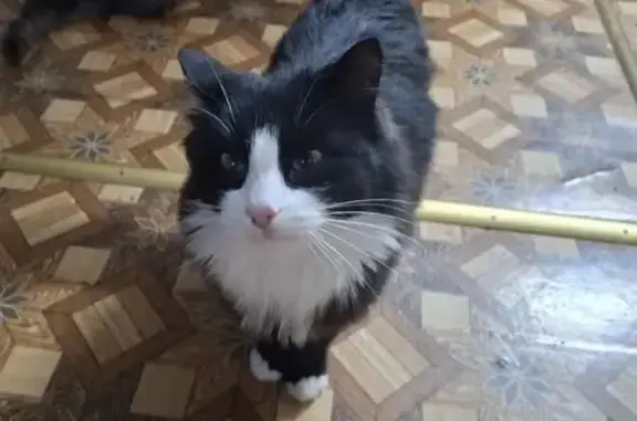 Найденные животные Глазов, фото: Найдена кошка, Глазов, Удмуртия