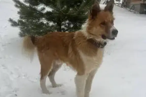 Собаки потеряшки, Зыковский сельсовет, фото: Потеряшка собака, Зыковский с/с, Красноярск