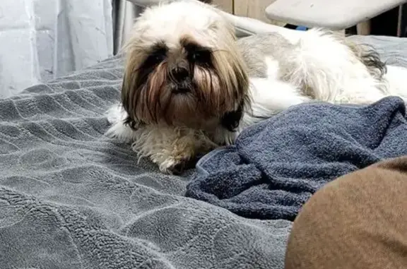 Пропала ши тцу, Осколецкая 21А, Губкин