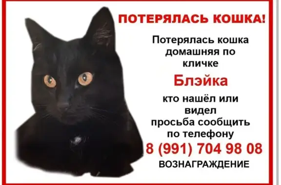 Пропала кошка, Краснопольская, Можайск