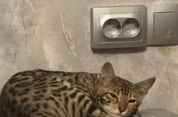 Пропала кошка, Королёва 52А, Стрелецкое