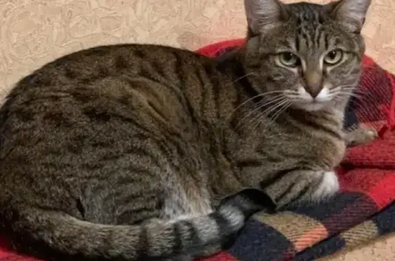 Кошки потеряшки, Москва, фото: Потеряшка кот, Перерва 14, Москва