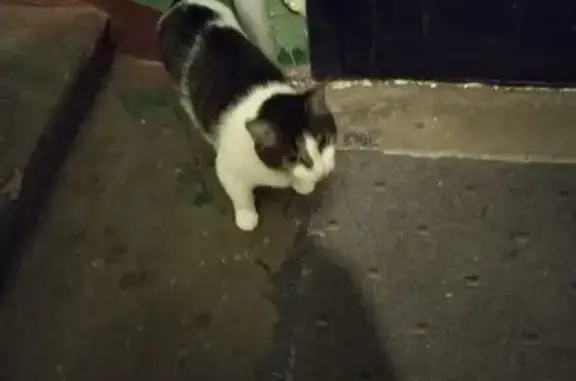 Пропала кошка, пр. Корыткова, 26, Тверь