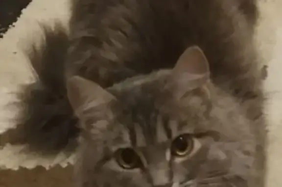 Кошки потеряшки, Пермь, фото: Потеряшка кошка, ул. Хмельницкого 31 к2