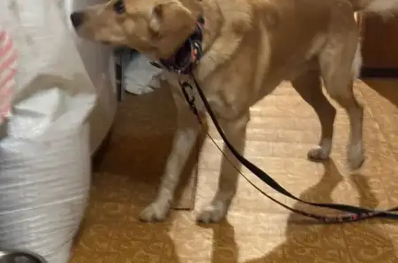 Найдена собака, , фото: Найдена собака, 46Н-05986, МО