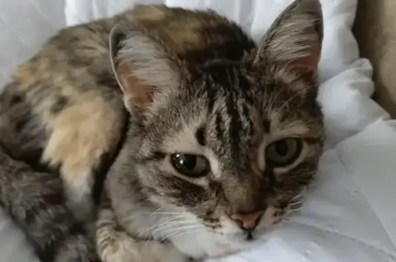 Пропала кошка, ул. Гагарина, Шербакуль