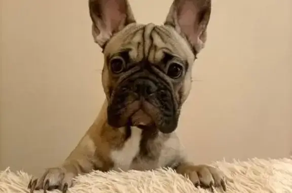 Собаки потеряшки, Вологда, фото: Потеряшка французский бульдог на Конева, 12