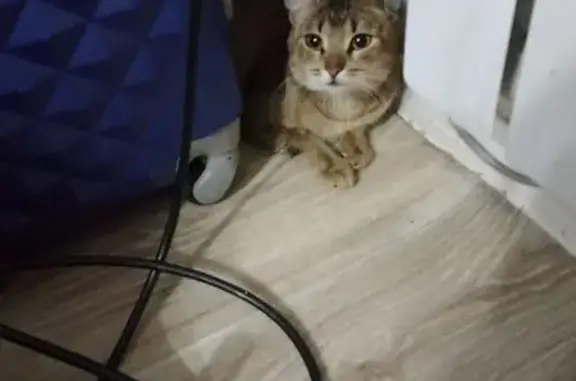 Пропала кошка Ася, ул. Лобкова 76, Екб