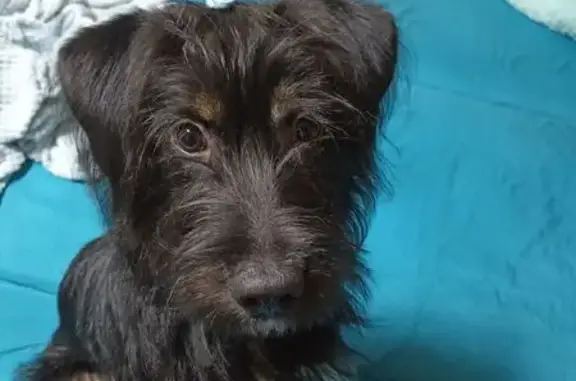 Пропал щенок, Индустриальная, Динская