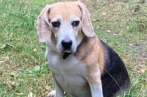 Пропала собака Рик, Исеть, Свердловская обл.