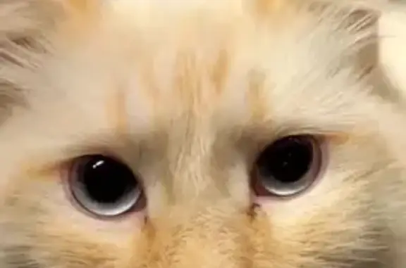 Кошки потеряшки, Красное Село, фото: Потеряшка кошка, ул. Спирина, 14 к1