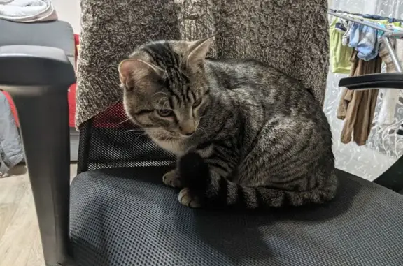 Найдена кошка, Хабаровск, фото: Кошка найдена на Карла Маркса, 37