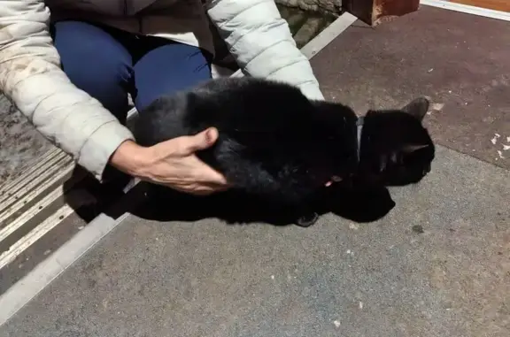 Найдена кошка, Уфа, фото: Кошка найдена: Уфа, Башкортостан