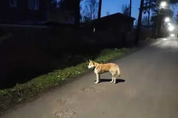 Найдена собака, Всеволожск, фото: Найдена собака на Белосельской, Всеволожск