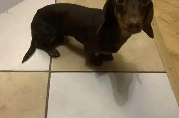 Найдена собака, Москва, фото: Найдена такса, Москва, клеймо на животе