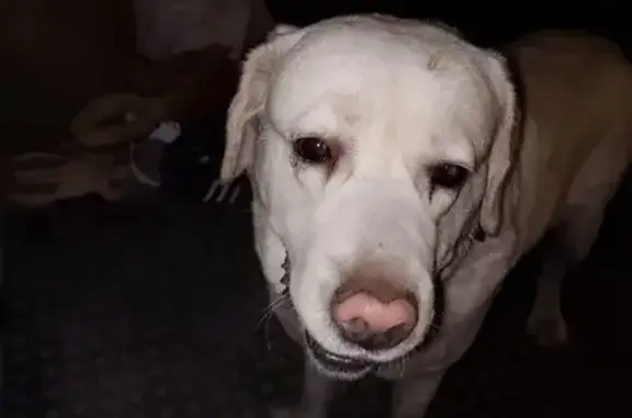 Найдена собака, Тамбов, фото: Лабрадор найден: Мичуринская ул., Тамбов