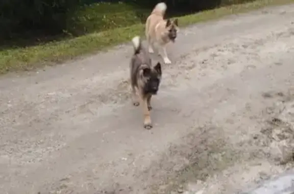 Найдена собака, Москва, фото: Собака найдена, МО