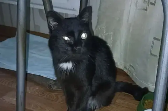 Найдена кошка, Пенза, фото: Кошка найдена: Ладожская ул., 43, Пенза